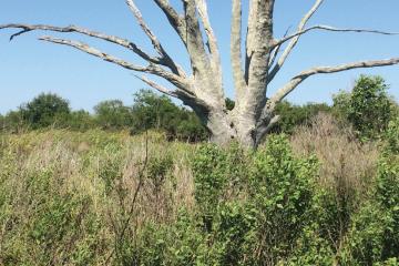 Dead tree